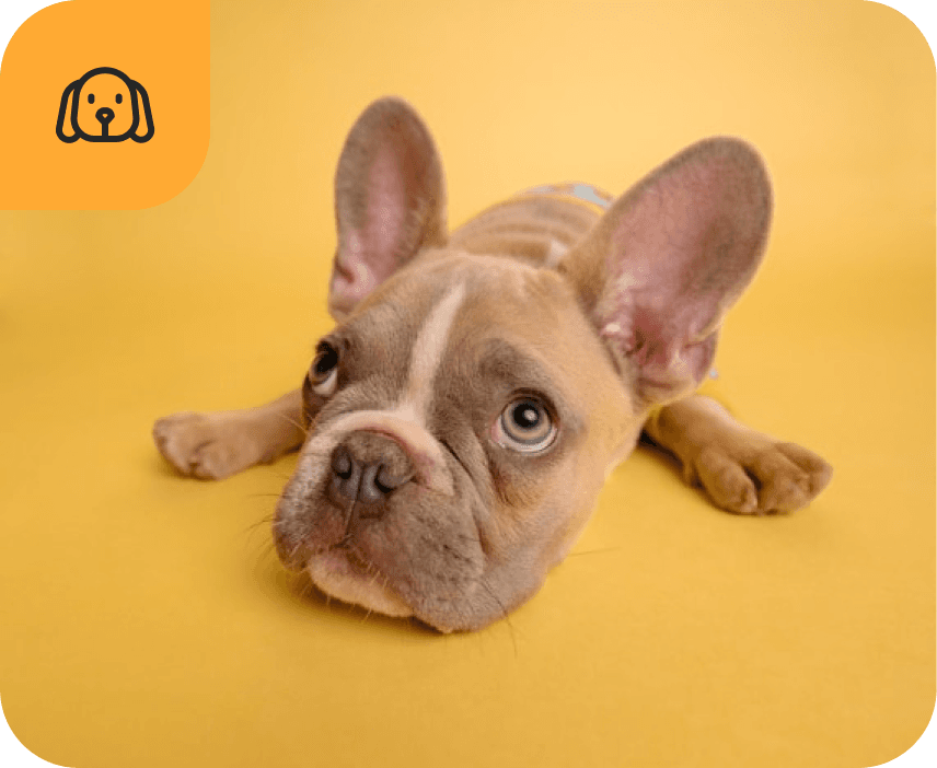 Комплексний грумінг